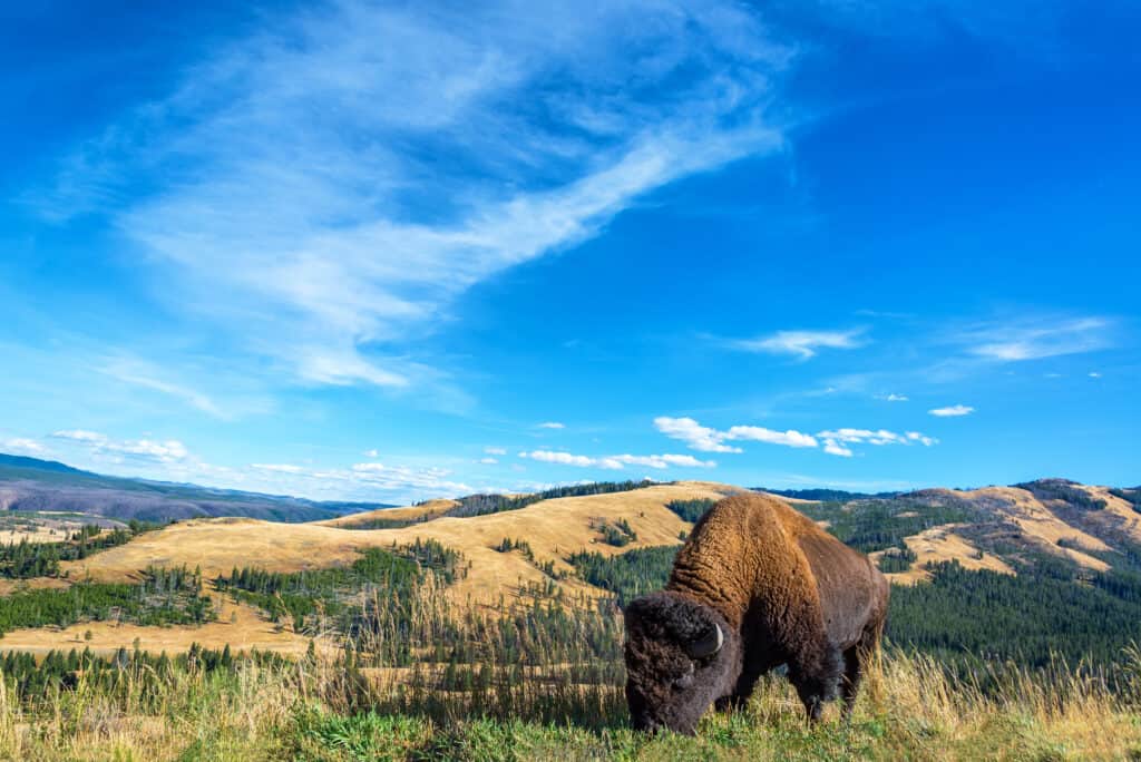bison at national park