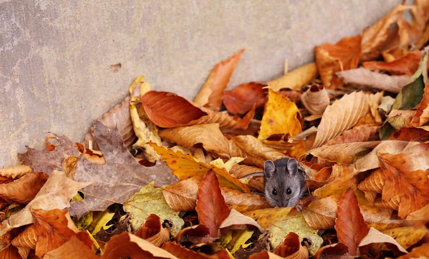 mouse in fall leaves - how to mouse proof a camper