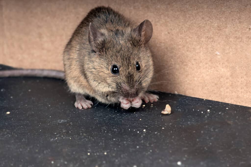mouse chewing on crumbs - how to mouse proof a camper