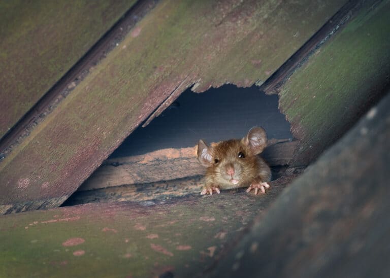 rat hiding in hole in wood - Does RV Insurance Cover Rodent Damage?