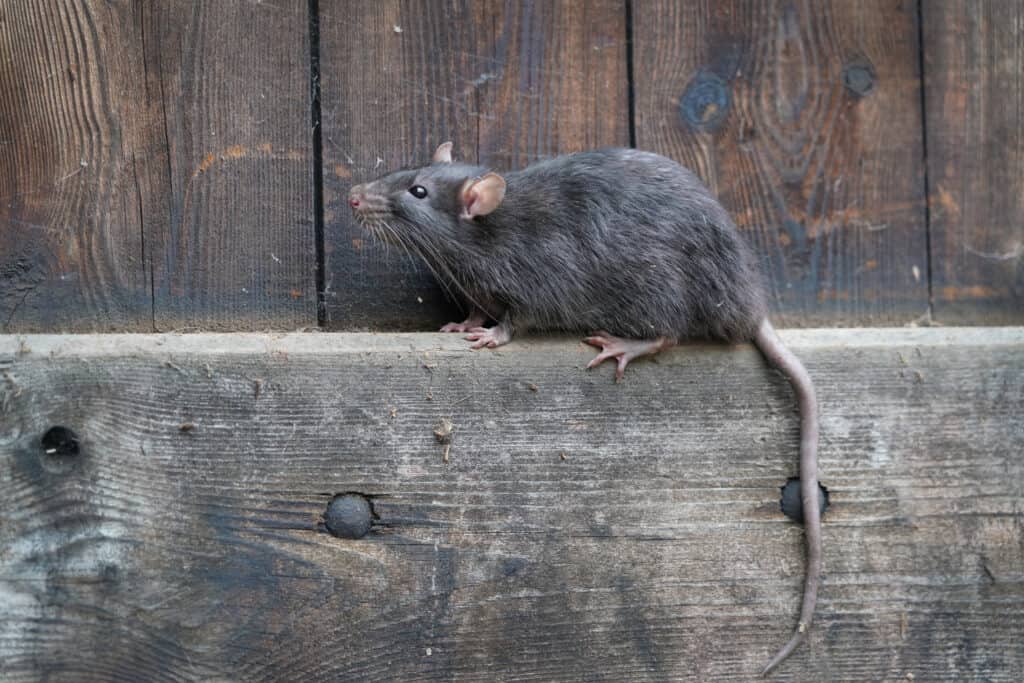 rat on wood - Does RV Insurance Cover Rodent Damage?
