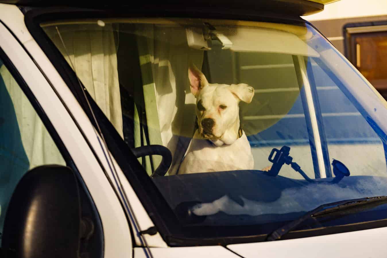 dog in front seat of motorhome - feature image for dog breed restrictions