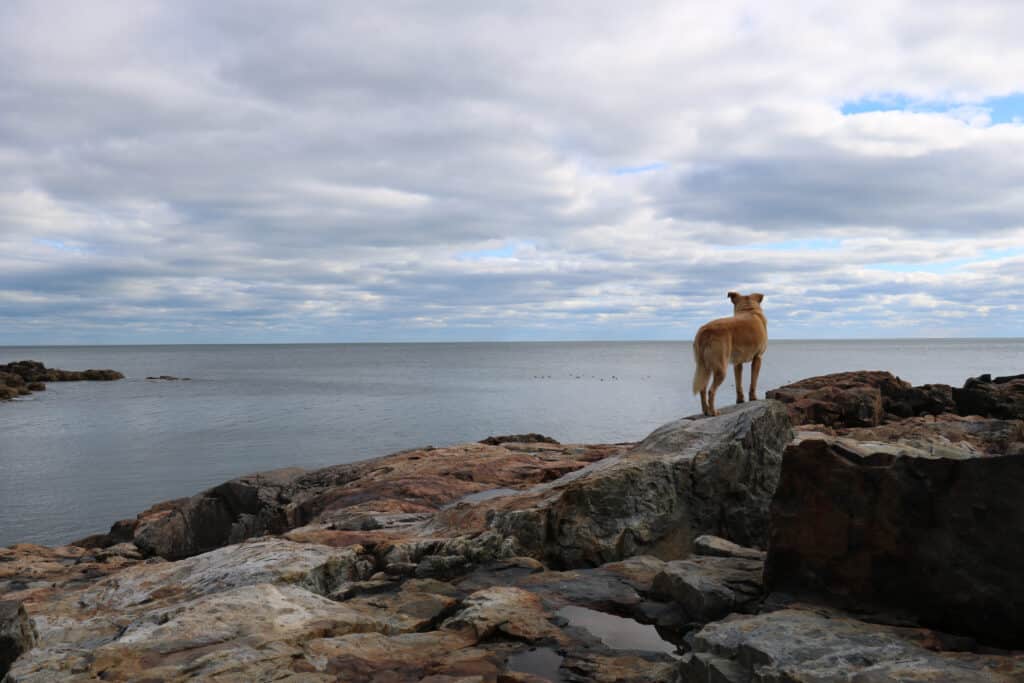 dog at acadia - feature image for best national park for dog owners