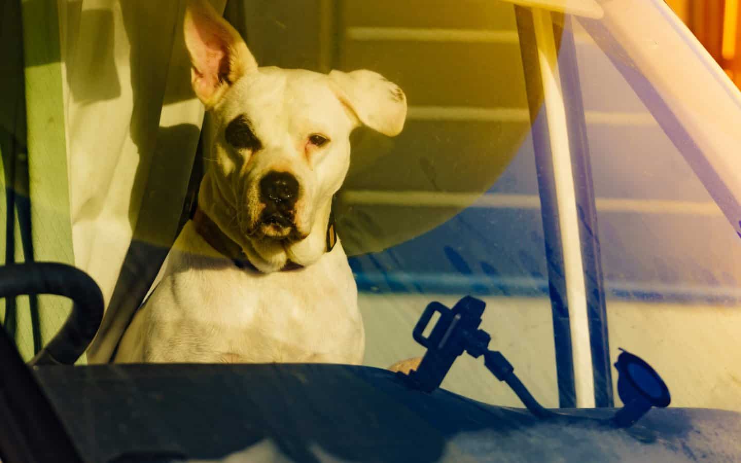 dog in RV window - feature image for how to get rid of fleas