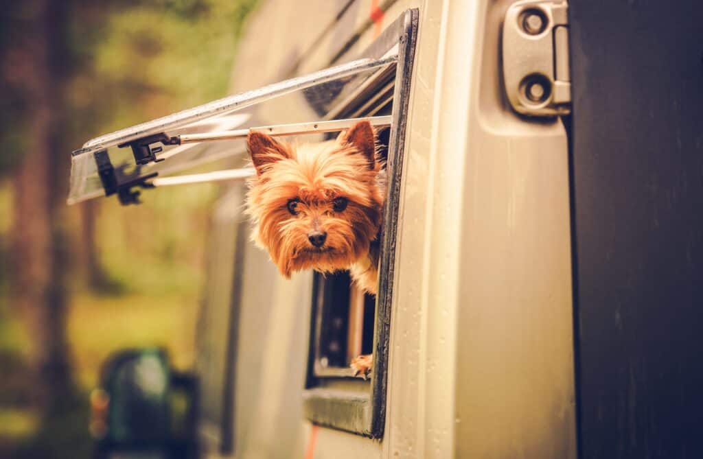 dog sticking his head out of airstream window - feature image for how to get rid of fleas in RV
