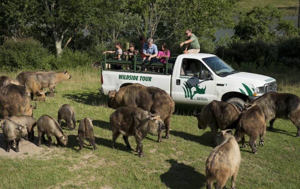The Wilds in Ohio safari tour with animals
