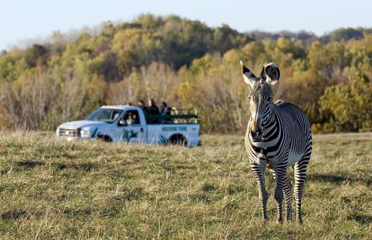 The Wilds in Ohio safari with zebra and truck