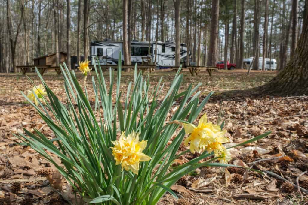 daffodils are growing in the dirt in front of a camper trailer in a wooded area, feature image for camping Memorial Day weekend