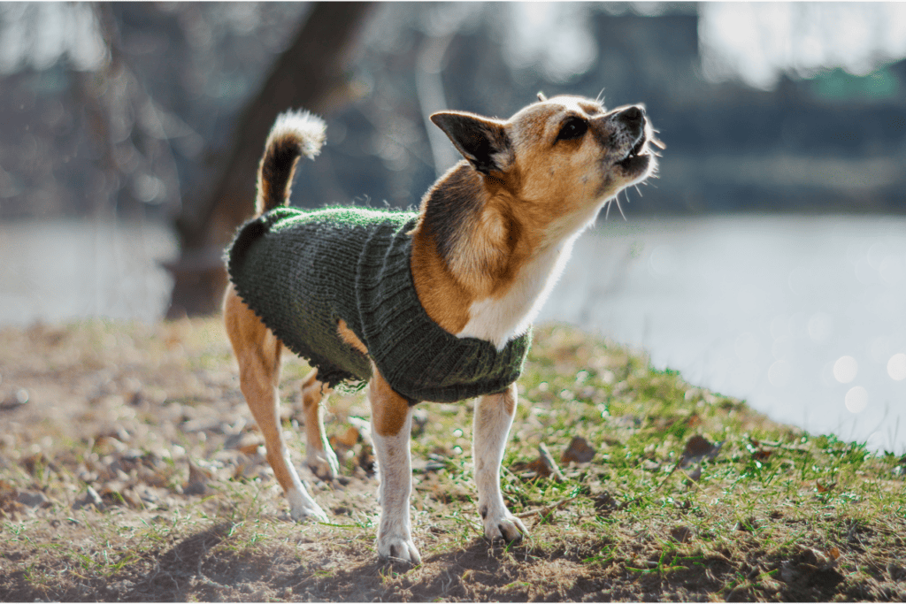 A Chihuahua with no leash or visible pet owners is barking