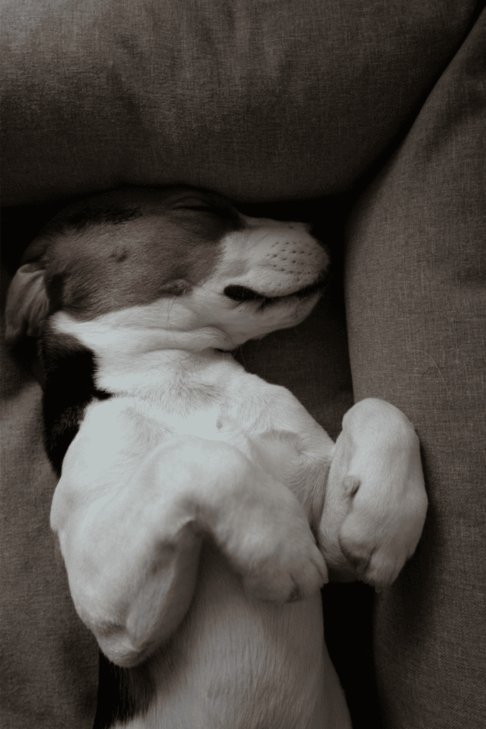  Cute Sleeping dog puppy
