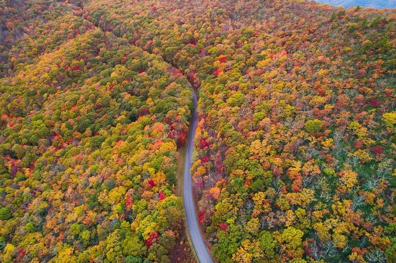A winding road flanked by a forest in fall colors