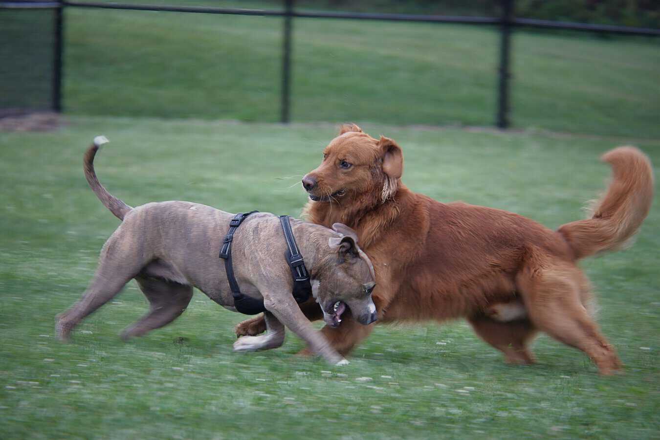 two large dogs playing in a fenced area.