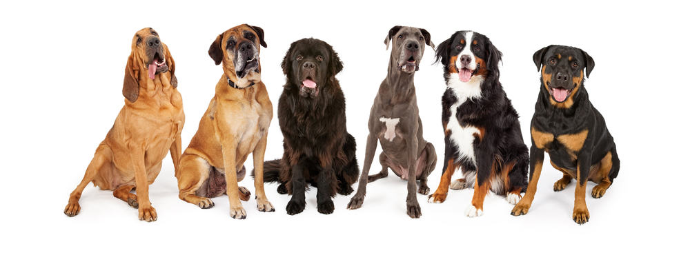 6 breeds of large dogs shown in a row.